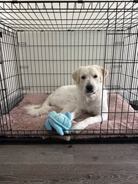Josie - Photo 3