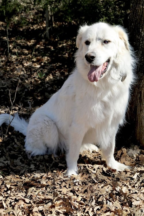 CAPTAIN JACK-SB - Great Pyrenees available for adoption