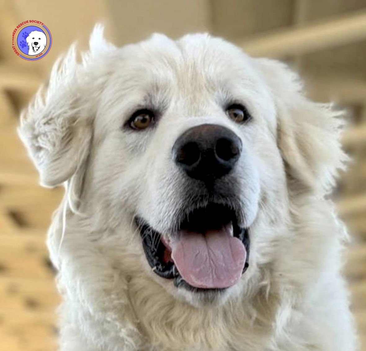 MERLIN - Great Pyrenees available for adoption