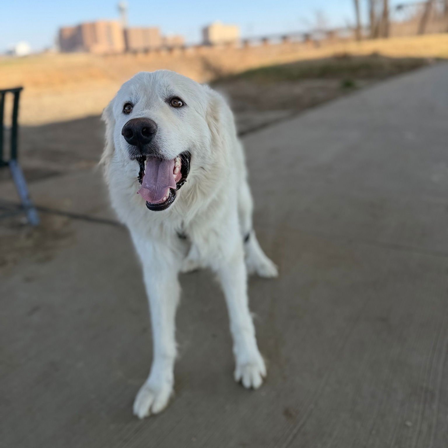 MERLIN - Great Pyrenees available for adoption