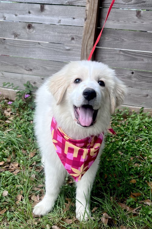 MILLY - Great Pyrenees available for adoption