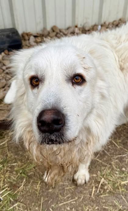 NASH - Great Pyrenees available for adoption