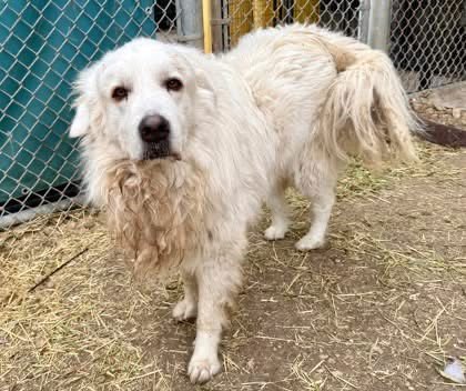 NASH - Great Pyrenees available for adoption