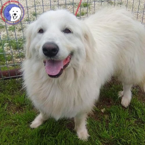 LETTI - Great Pyrenees available for adoption