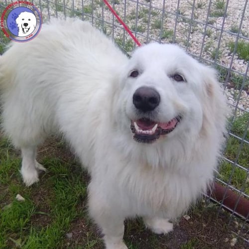 LETTI - Great Pyrenees available for adoption