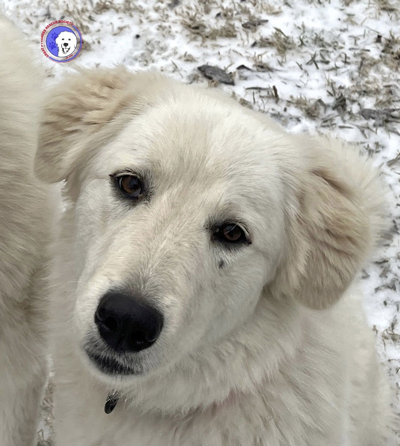 LEXI BONDED WITH DEXTER - Great Pyrenees available for adoption