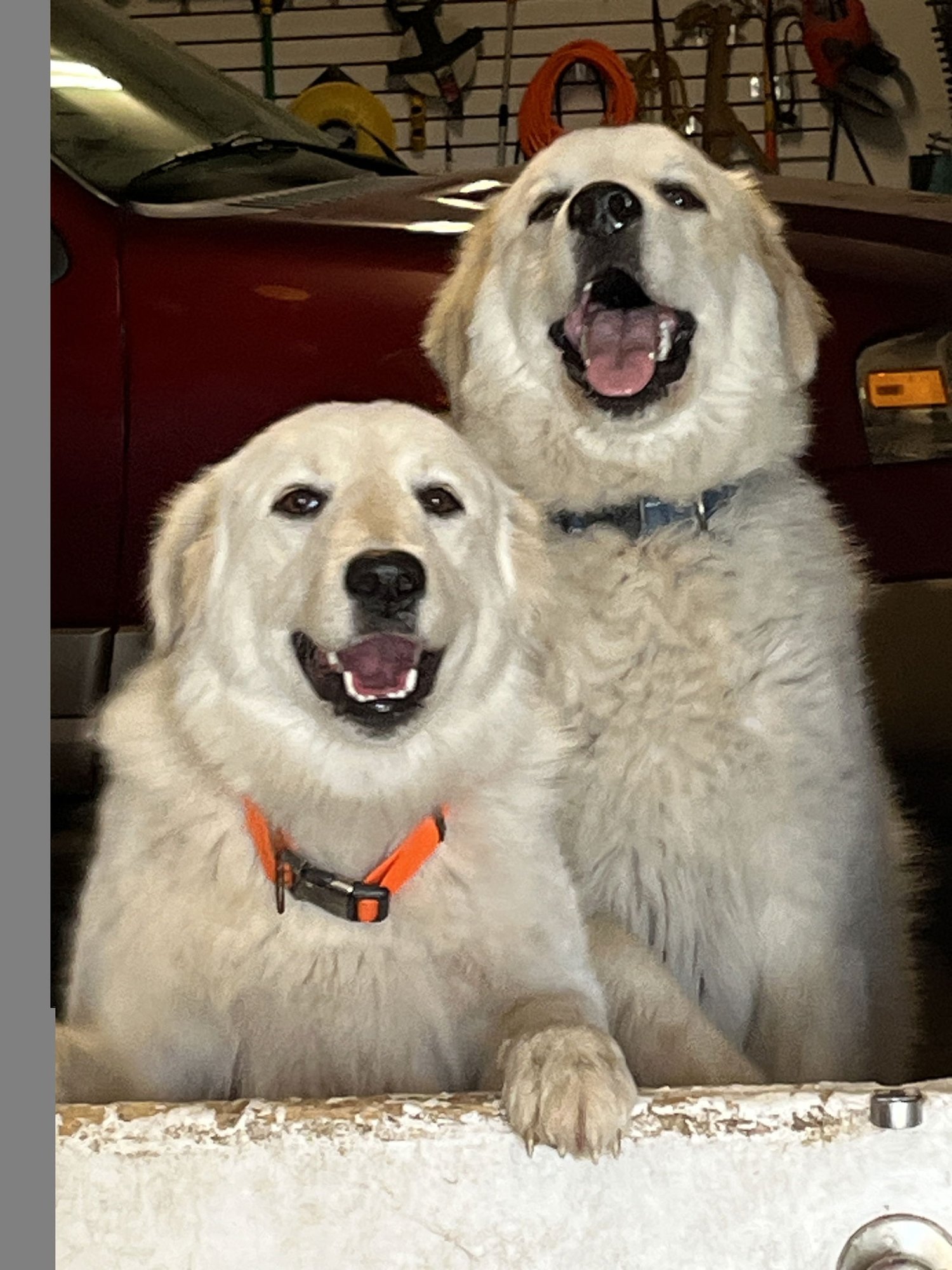 Lexi bonded with Dexter - Photo 3