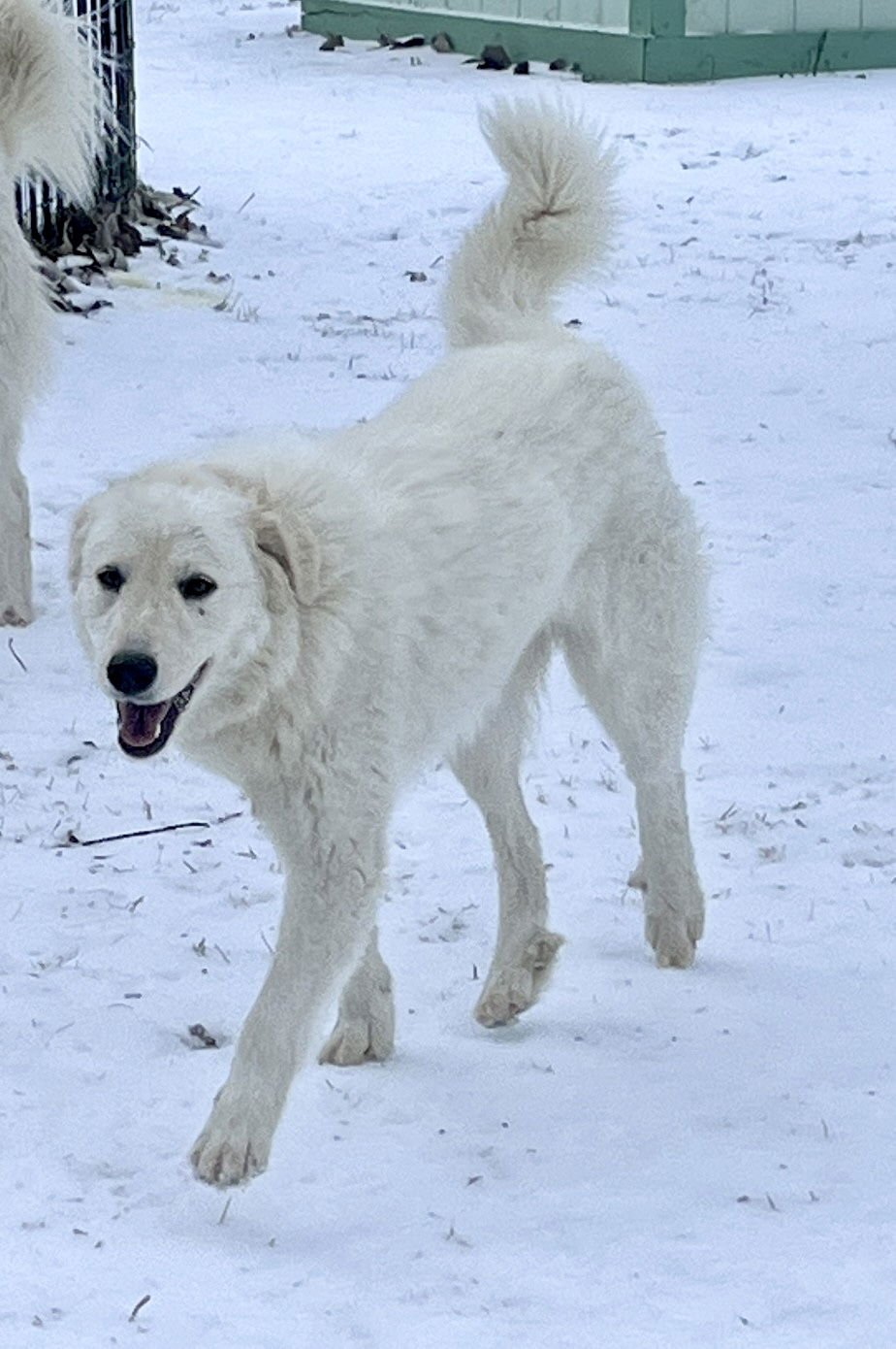 Lexi bonded with Dexter - Photo 6