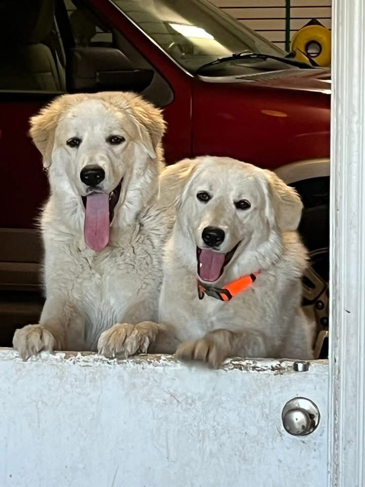 Lexi bonded with Dexter - Photo 7