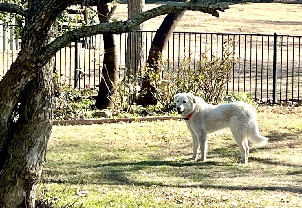 Lexi bonded with Dexter - Photo 8