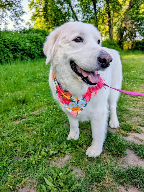 LADY - Great Pyrenees available for adoption