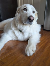 Lady - Photo 7