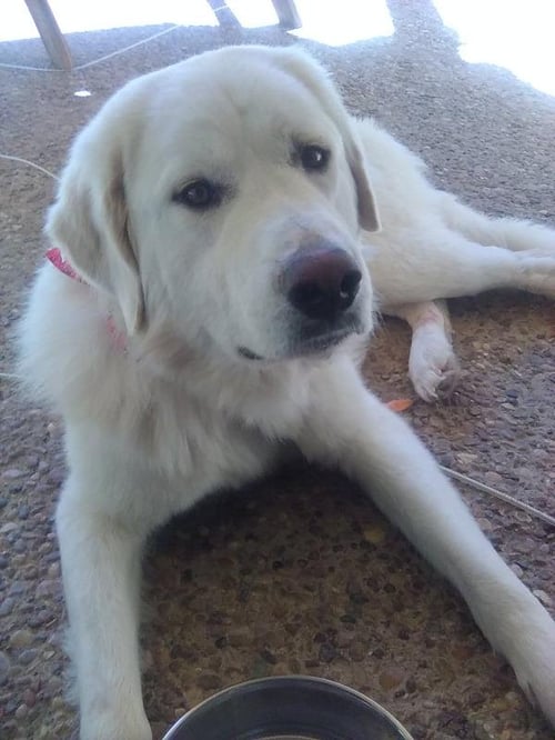 RUSSELL - Great Pyrenees available for adoption