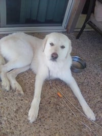 Russell - Photo 2