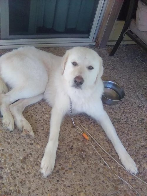 RUSSELL - Great Pyrenees available for adoption