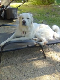 Russell - Photo 3