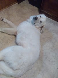Russell - Photo 5