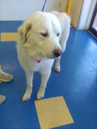 Russell - Photo 6