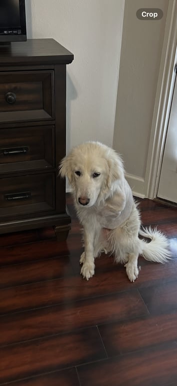 Sheila Image