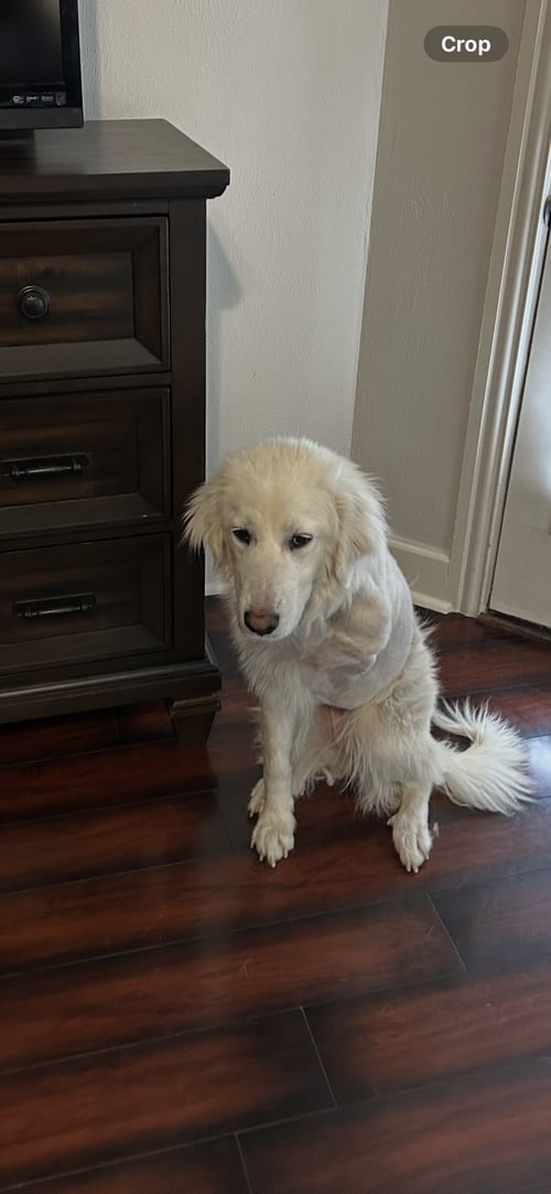 SHEILA - Great Pyrenees available for adoption