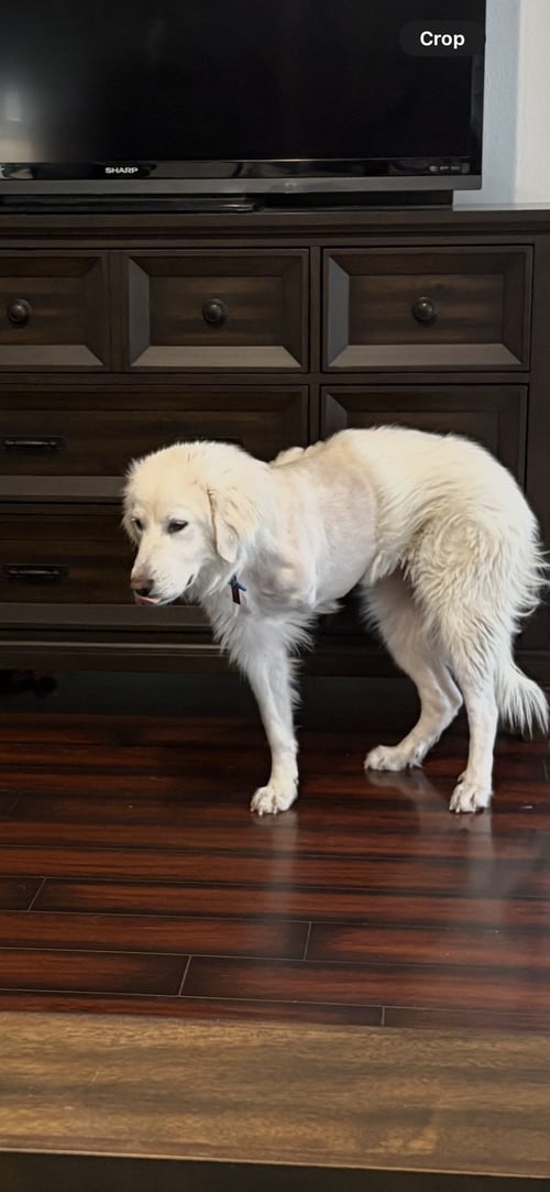 SHEILA - Great Pyrenees available for adoption