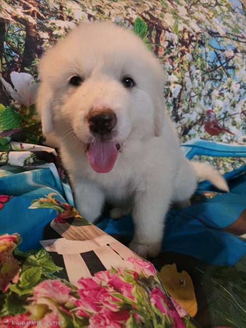 NEWMAN - Great Pyrenees available for adoption