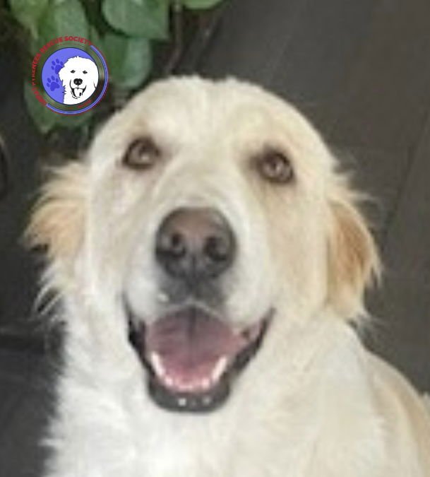EIRA - Great Pyrenees available for adoption