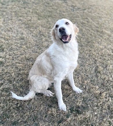 EIRA - Great Pyrenees available for adoption