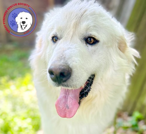 FELICITY - Great Pyrenees / Golden Retriever available for adoption