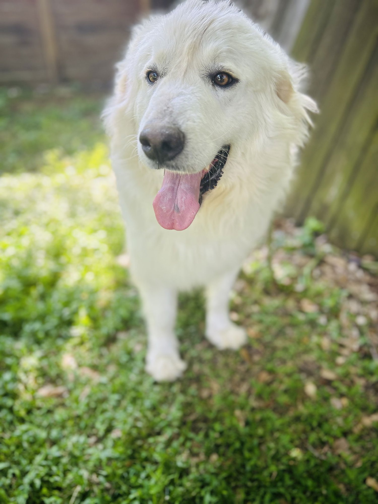 FELICITY - Great Pyrenees / Golden Retriever available for adoption