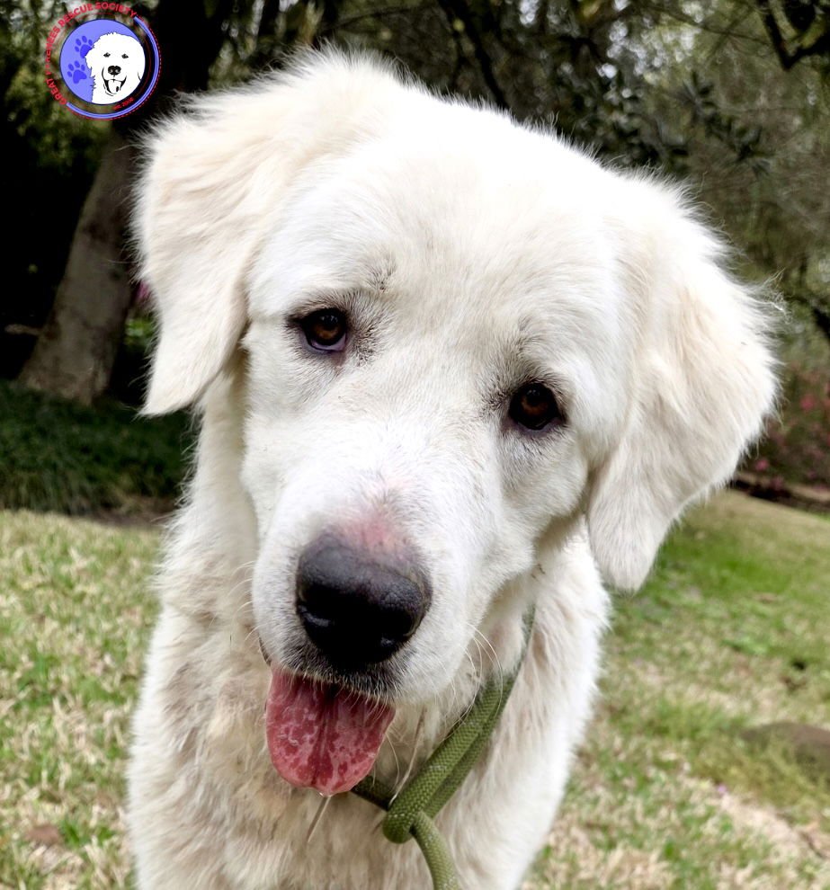 OBO - Great Pyrenees available for adoption