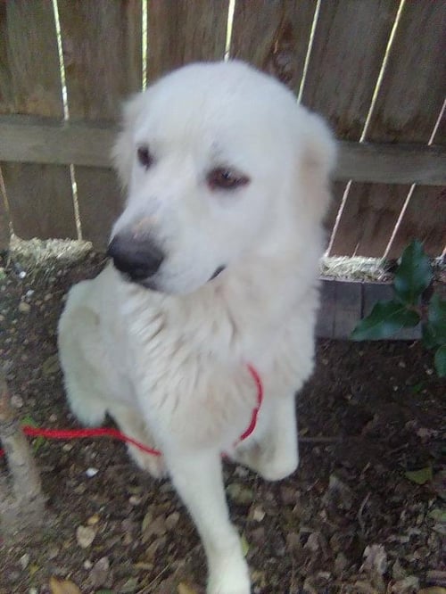 PRINCESS - Great Pyrenees available for adoption