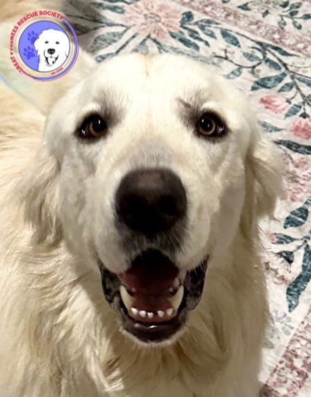 CULLEN - Great Pyrenees / Golden Retriever available for adoption