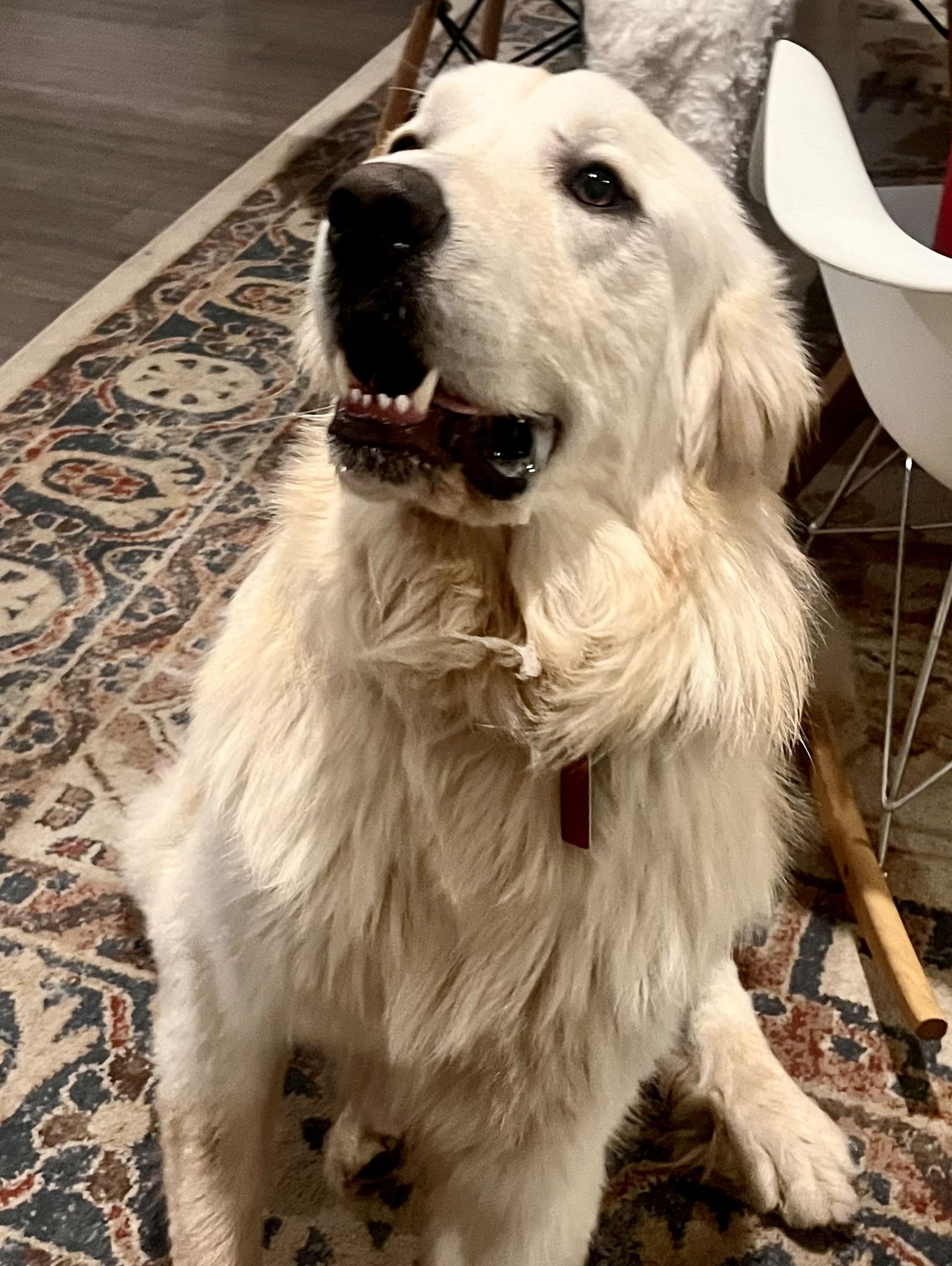 CULLEN - Great Pyrenees / Golden Retriever available for adoption
