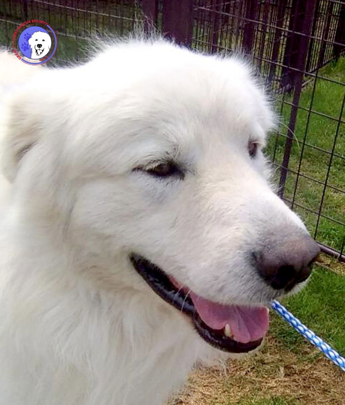 MAVIS - Great Pyrenees available for adoption