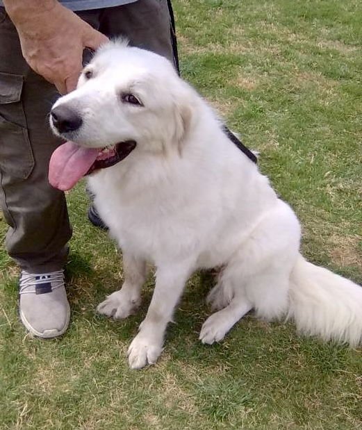 MAVIS - Great Pyrenees available for adoption