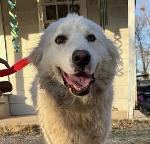 RIVER - Great Pyrenees available for adoption
