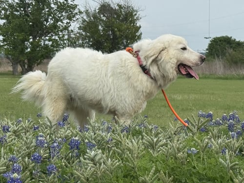 RIVER - Great Pyrenees available for adoption