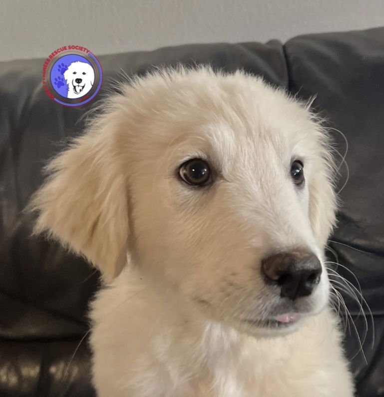 MITCH - Great Pyrenees available for adoption