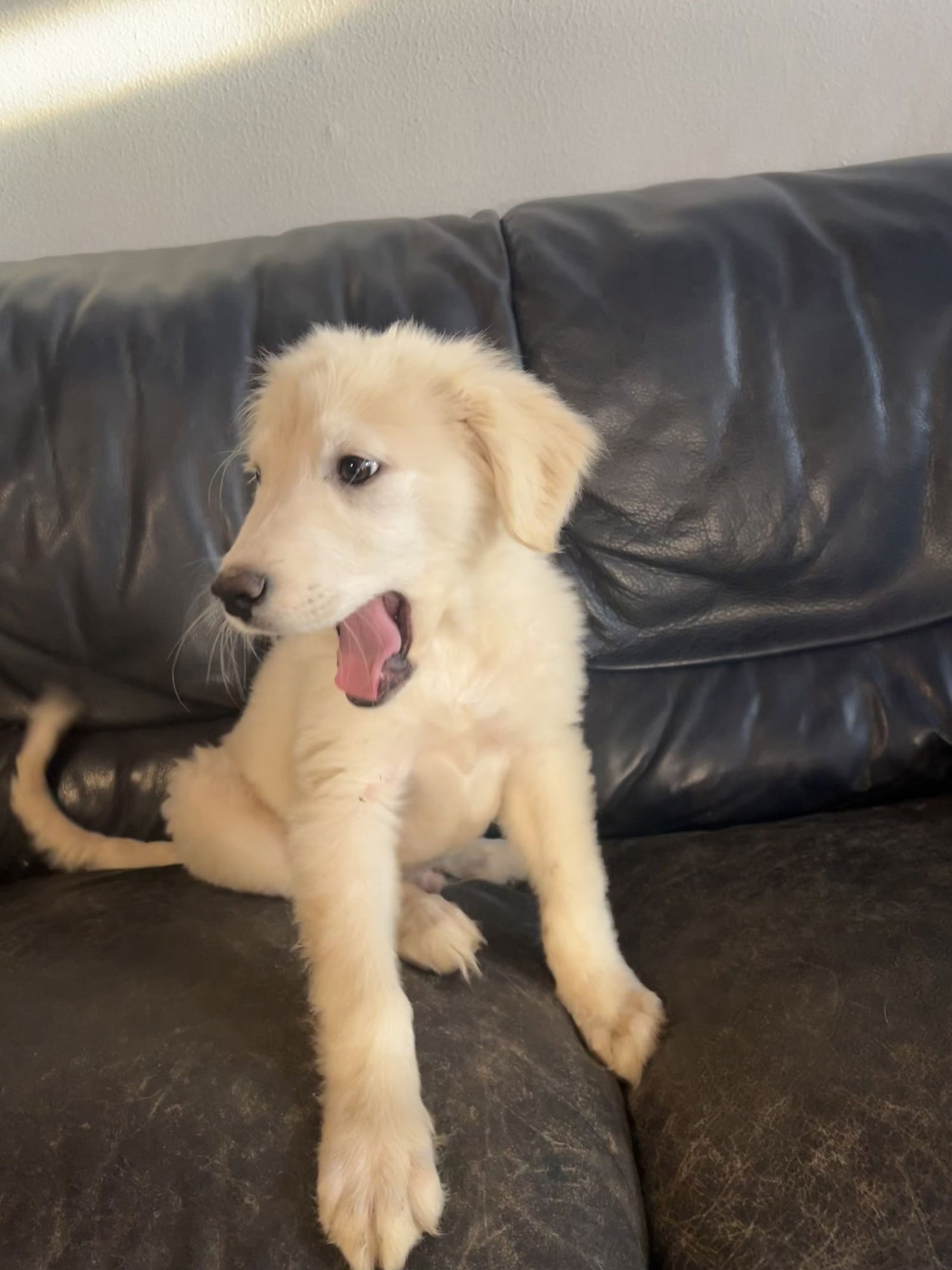 MITCH - Great Pyrenees available for adoption