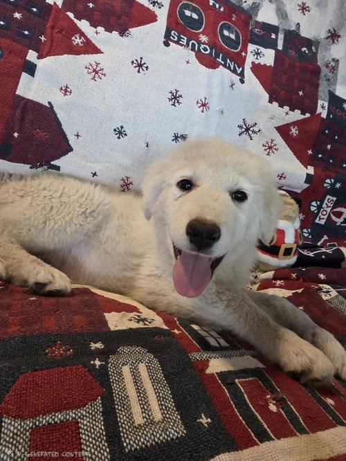 QUIGLEY - Great Pyrenees available for adoption