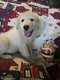 Quigley - Photo 3