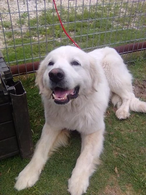 PANCAKE - Great Pyrenees available for adoption