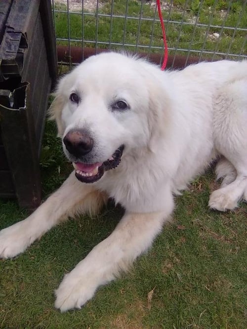 PANCAKE - Great Pyrenees available for adoption