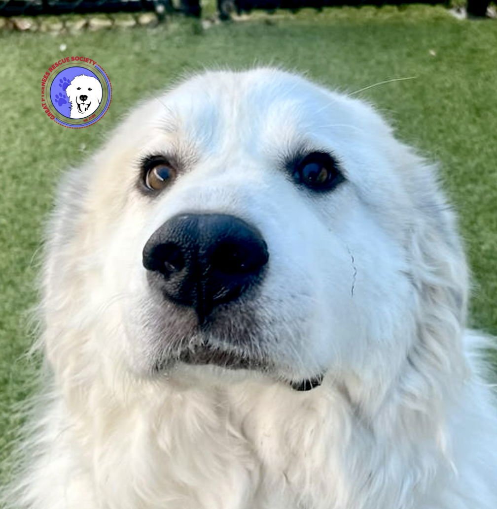 GARVEY - Great Pyrenees available for adoption