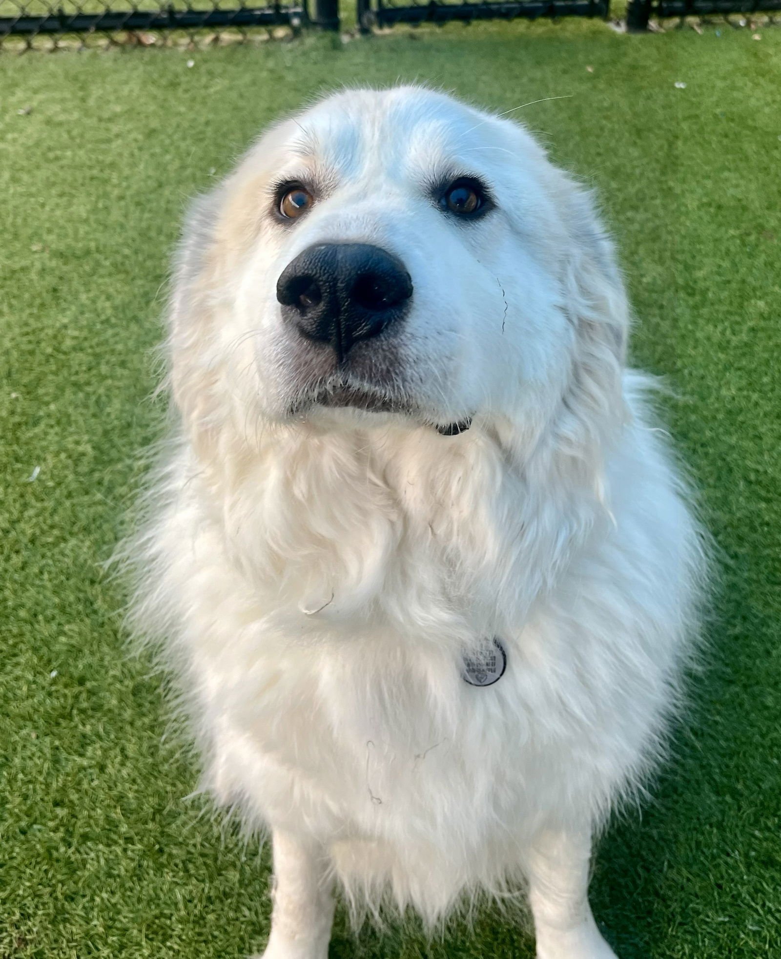 GARVEY - Great Pyrenees available for adoption
