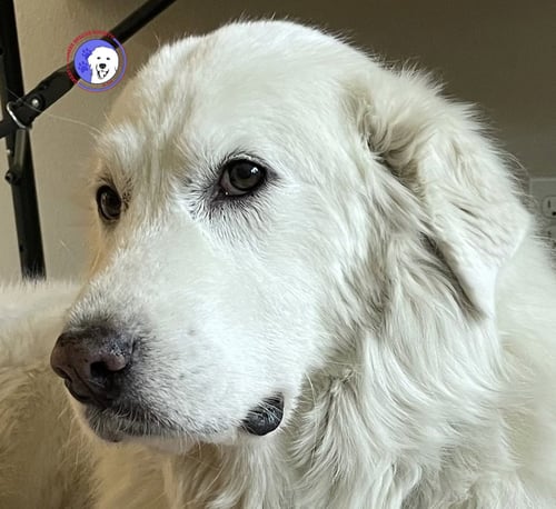 LUMI BONDED WITH BALOU - Great Pyrenees available for adoption
