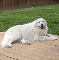 Lumi bonded with Balou - Photo 2