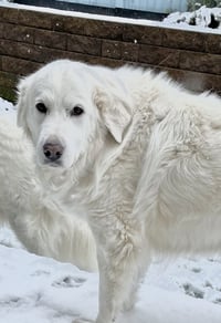 Lumi bonded with Balou - Photo 3