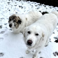 Lumi bonded with Balou - Photo 4
